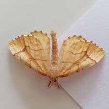 Attēlu rezultāti vaicājumam “Eulithis mellinata”