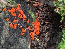 Attēlu rezultāti vaicājumam “Hemitrichia lutescens”