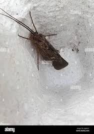 Attēlu rezultāti vaicājumam “Potamophylax”