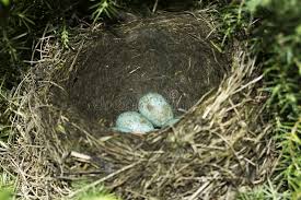 Attēlu rezultāti vaicājumam “Turdus philomelos nest”