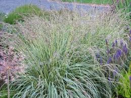 Attēlu rezultāti vaicājumam “Molinia caerulea flower”