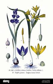 Attēlu rezultāti vaicājumam “Gagea lutea”