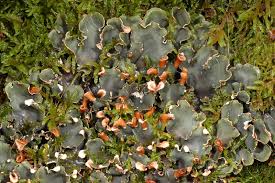 Attēlu rezultāti vaicājumam “Peltigera”