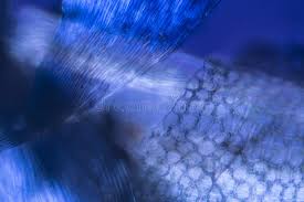 Attēlu rezultāti vaicājumam “Platygyrium repens”