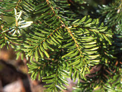 Attēlu rezultāti vaicājumam “Abies mariesii”