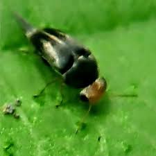 Attēlu rezultāti vaicājumam “Mordella sp.”