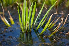 Attēlu rezultāti vaicājumam “Aeshna viridis”