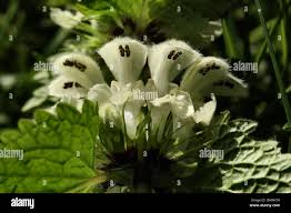 Attēlu rezultāti vaicājumam “Lamium album flower”