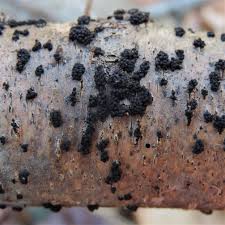 Attēlu rezultāti vaicājumam “Lycogala conicum spores”