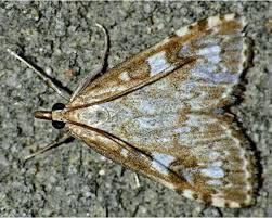 Attēlu rezultāti vaicājumam “Udea olivalis”