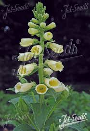 Image result for Digitalis grandiflora