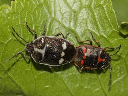 Attēlu rezultāti vaicājumam “Eurydema oleracea”