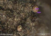 Attēlu rezultāti vaicājumam “Liceaceae”