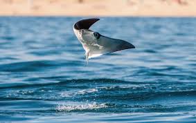 Image result for Mobula munkiana