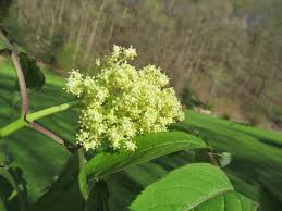 Attēlu rezultāti vaicājumam “Sambucus racemosa flower”