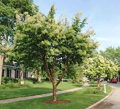 Attēlu rezultāti vaicājumam “Syringa reticulata subsp. amurensis”
