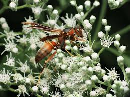 Attēlu rezultāti vaicājumam “Polistes”