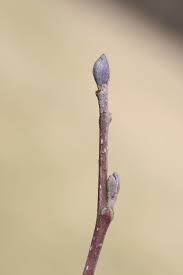 Attēlu rezultāti vaicājumam “Alnus glutinosa”