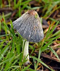 Attēlu rezultāti vaicājumam “Coprinus lagopus”