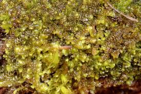 Attēlu rezultāti vaicājumam “Scapania irrigua”