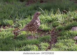 Attēlu rezultāti vaicājumam “Turdus viscivorus juvenile”