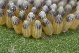 Attēlu rezultāti vaicājumam “Pieris brassicae larva”