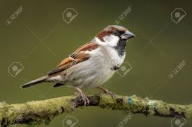 Attēlu rezultāti vaicājumam “Passer domesticus male”