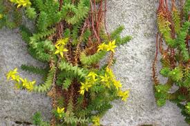 Attēlu rezultāti vaicājumam “Sedum acre fruit”