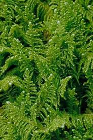 Attēlu rezultāti vaicājumam “Ptilium crista-castrensis”