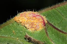 Attēlu rezultāti vaicājumam “Puccinia urticata”