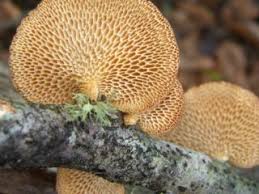 Attēlu rezultāti vaicājumam “Polyporus melanopus”