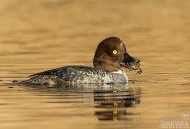 Attēlu rezultāti vaicājumam “Bucephala clangula female”