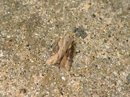 Attēlu rezultāti vaicājumam “Apamea ophiogramma”