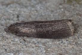 Attēlu rezultāti vaicājumam “Sciota fumella”