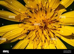 Attēlu rezultāti vaicājumam “Tragopogon pratensis subsp. pratensis flower”