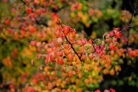 Attēlu rezultāti vaicājumam “Pyrus communis flower”