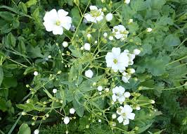 Image result for Gypsophila elegans