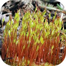 Attēlu rezultāti vaicājumam “Ceratodon purpureus sporophyte”