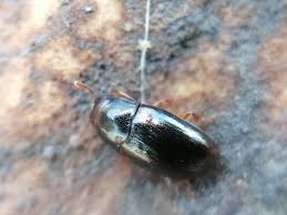 Attēlu rezultāti vaicājumam “Dacne bipustulata”