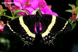 Attēlu rezultāti vaicājumam “Papilionidae”