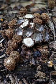 Attēlu rezultāti vaicājumam “Cyathus striatus”