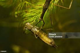 Attēlu rezultāti vaicājumam “Ranatra linearis”