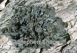 Attēlu rezultāti vaicājumam “Melanohalea olivacea”