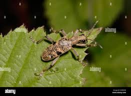 Attēlu rezultāti vaicājumam “Rhagium mordax”