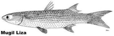 Image result for Mugil liza