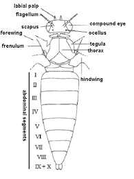 Attēlu rezultāti vaicājumam “Semioscopis avellanella imago”