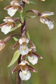 Attēlu rezultāti vaicājumam “Epipactis palustris leaf”