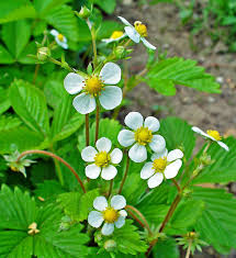 Attēlu rezultāti vaicājumam “Fragaria vesca flower”