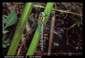 Attēlu rezultāti vaicājumam “Brachytron pratense”