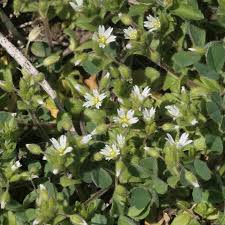 Attēlu rezultāti vaicājumam “Cerastium semidecandrum”